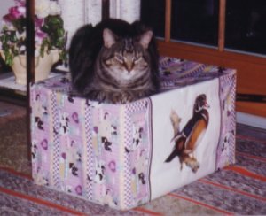 Another photo of Sammy on his favorite box!