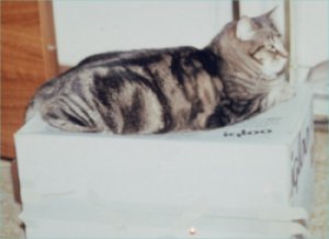 Sammy on his favorite box!