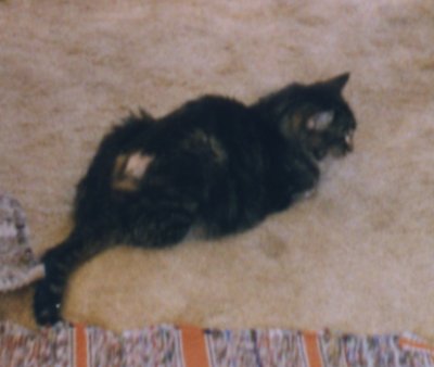 The Last Picture of Sammy before his death!